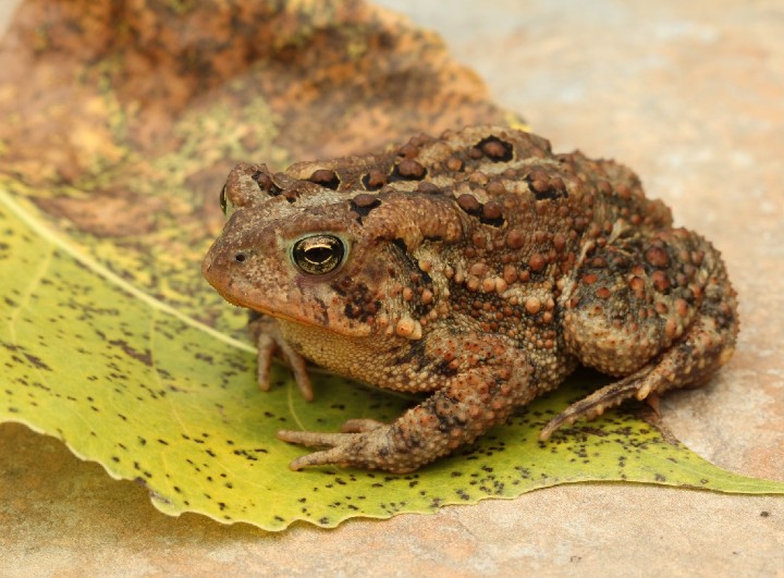 American Toad